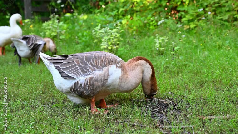 A flock of geese in the household yard. Domestic bird A flock of geese in the household yard. Domestic bird