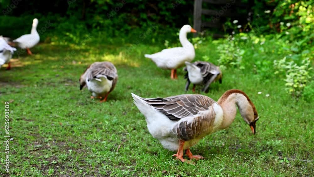 A flock of geese in the household yard. Domestic bird A flock of geese in the household yard. Domestic bird