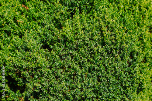 Background, texture of a green, evergreen forest plant of yew needles, coniferous tree close-up in the garden. Photography of nature. photo