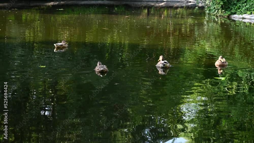 Ducks swim in a pond among water lilies Ducks swim in a pond among water lilies