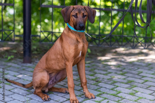 Rhodesian Ridgeback, in the city, with a sad muzzle