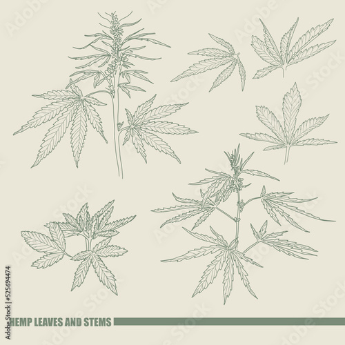 Hand drawn sketch of cannabis, marijuana hemp plant contour in vintage style