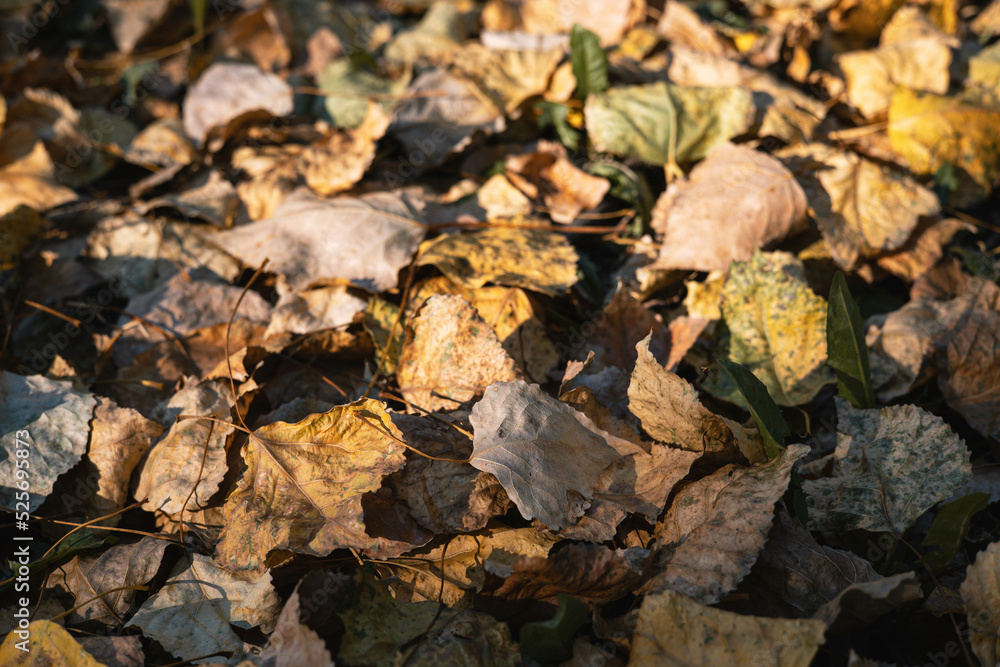 Autumn leaves.Autumn leaves on the ground in the park.