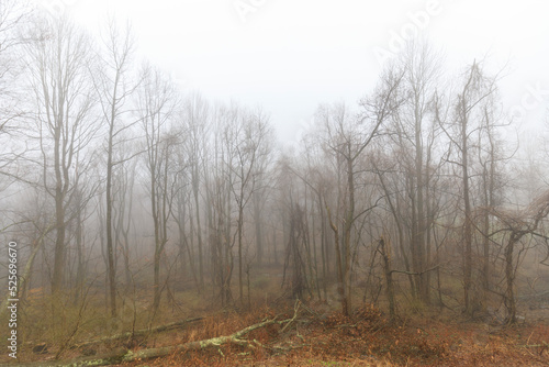 forest in fog