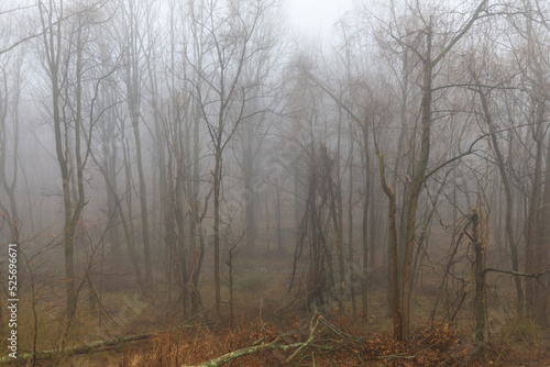 fog in the woods © Joshua