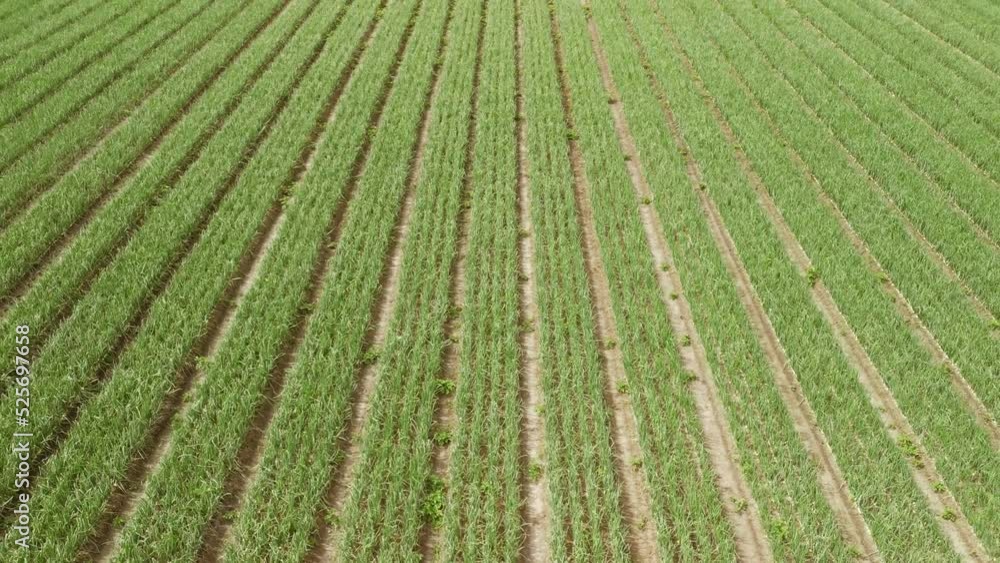 Aerial mid level forward fly clip over an onion crop field in the rural English countryside farmland Aerial mid level forward fly clip over an onion crop field in the rural English countryside farmland
