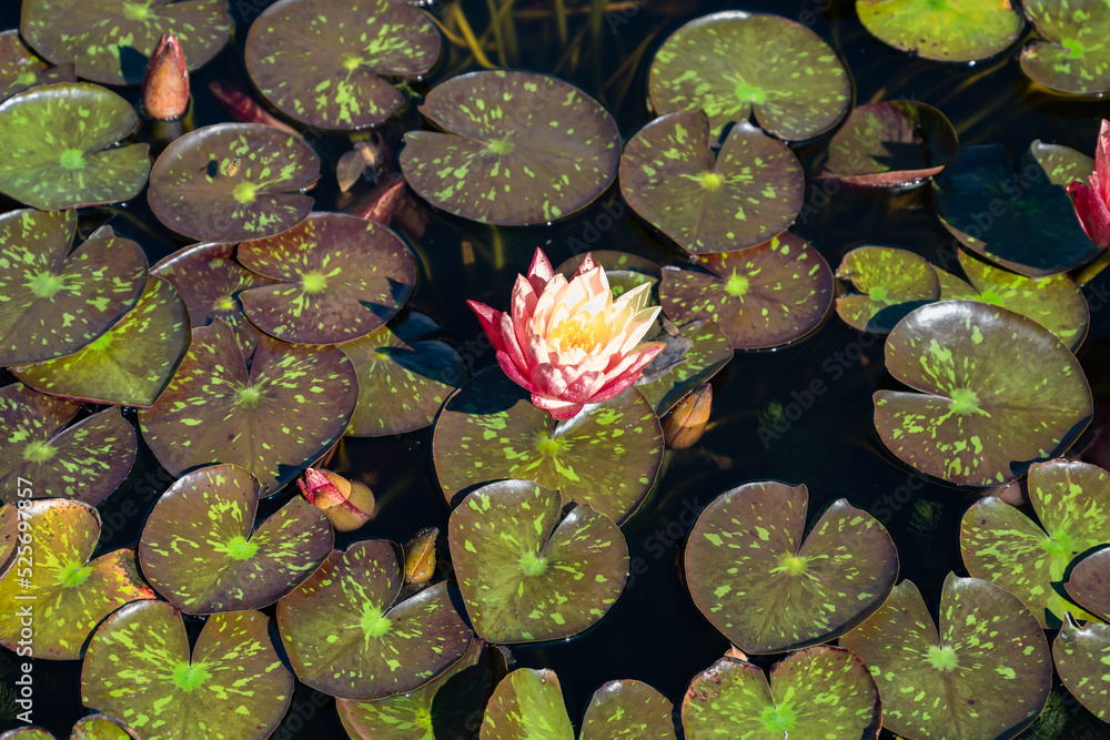 Lotus s'ouvrant au soleil dans ses feuilles rondes et tachetées Lotus s'ouvrant au soleil dans ses feuilles rondes et tachetées