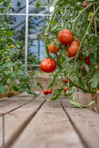 Plant de tomate chargé de fruit avec un sécateur au sol