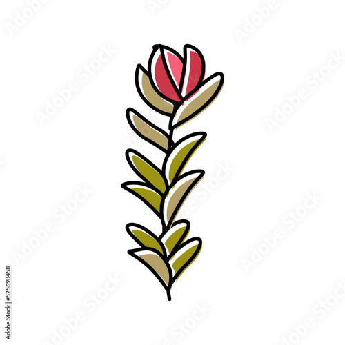 rotala rotundifolia seaweed color icon vector illustration