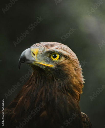 Golden Eagle portrait, majestic close-up