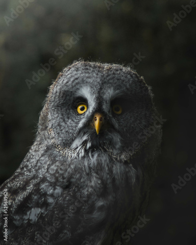 Great Grey Owl portrait, beautiful owl close-up