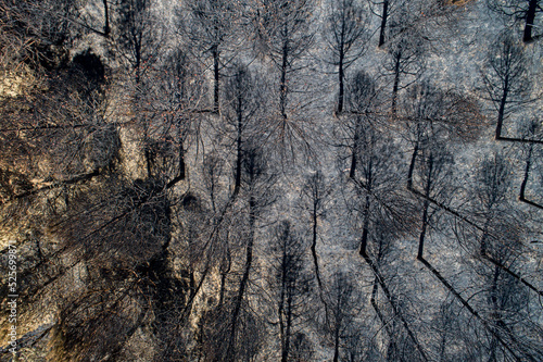 Aerial view of burnt forest after the fire. Burned fir and pine trees. Drone photo.