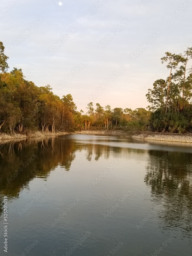 reflection of trees in the water