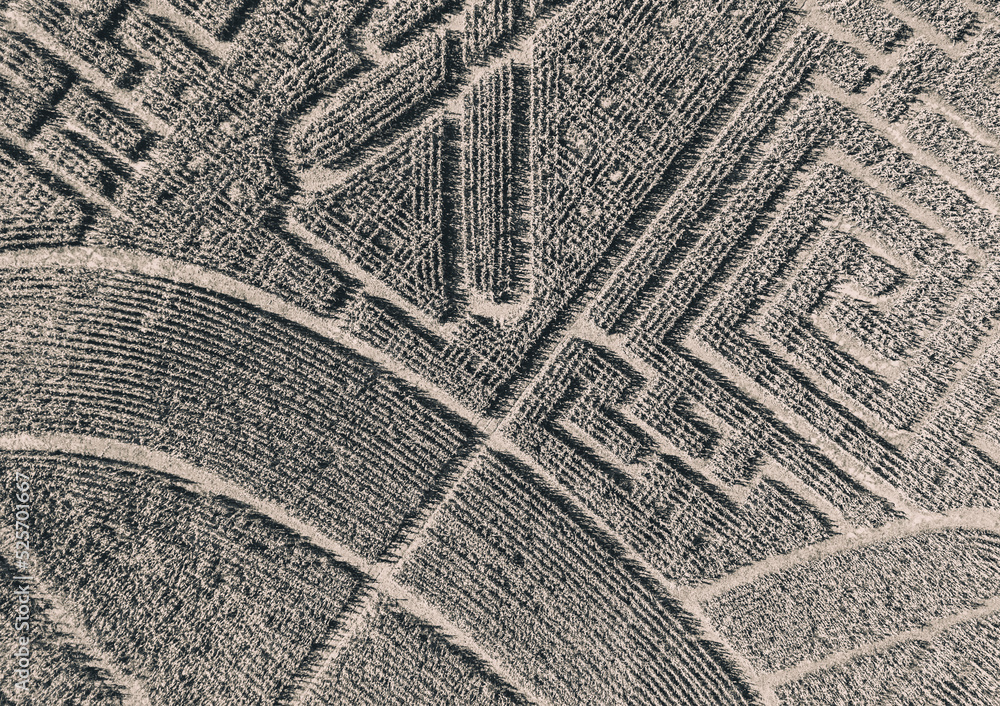 Fototapeta premium Maze formed in the corn field. Bird's-eye view. View from the drone. Monochrom. Background