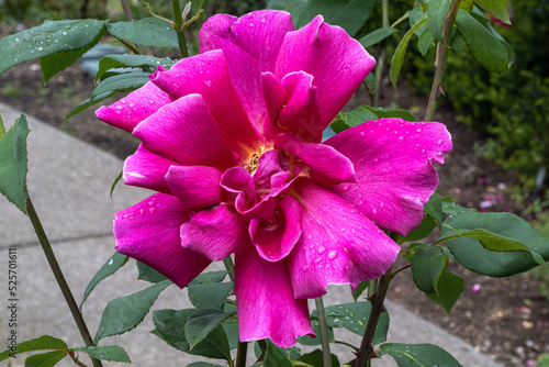 Flowers of ‘Audie Murphy’ Rose photo