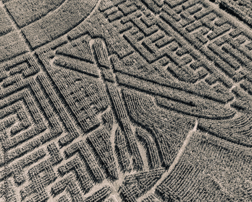 Maze formed in the corn field. Bird's-eye view. View from the drone. Monochrom. Background