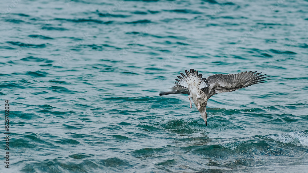 Obraz premium swooping flight of a seagull to fish in the sea