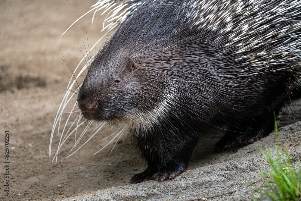Portrait of a Cape Porcupine (Hystrix africaeaustralis) StockFoto