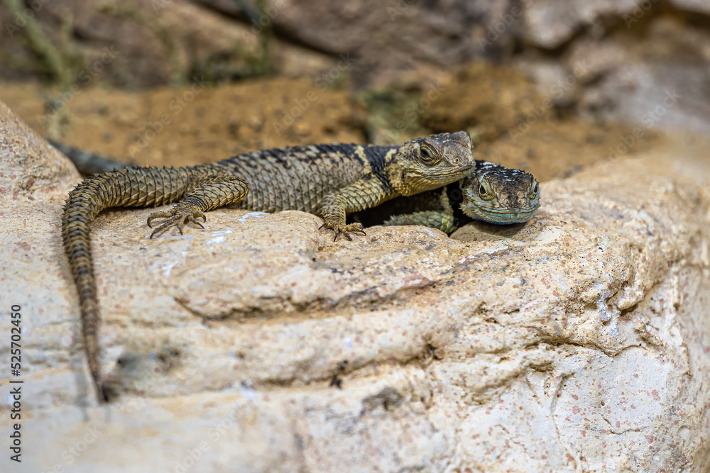 Fototapeta premium Blue Spiny Lizard (Sceloporus serrifer cyanogenys)