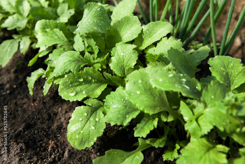 Fresh vegetables - onions and radishes grow in a greenhouse. Fresh vegetables - onions and radishes grow in a greenhouse.
