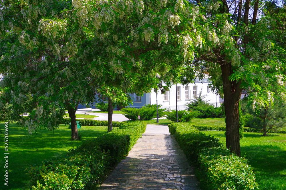 Park in the city of Astrakhan in Russia. shady alley under a blooming white acacia.