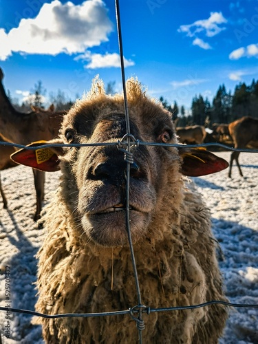 Closeup of a spaelsau with a funny expression standing close to a metal grid photo