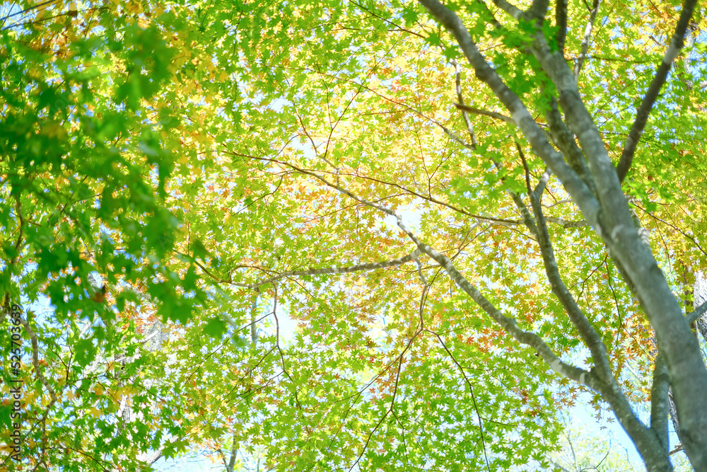 Fototapeta premium 緑の紅葉