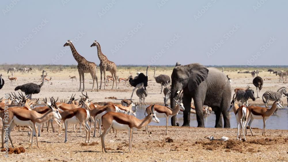 Wild animals congregate around a waterhole in Etosha National Park, Namibia, Africa.