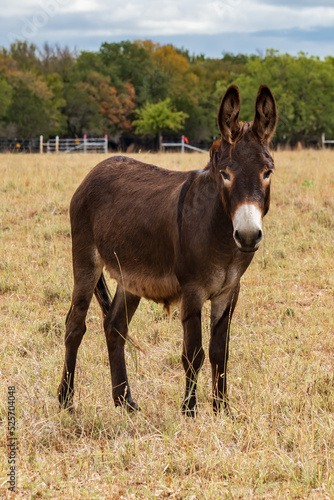 Donkey © MansfieldPhoto.com