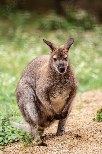 Kangaroo at the Zoo