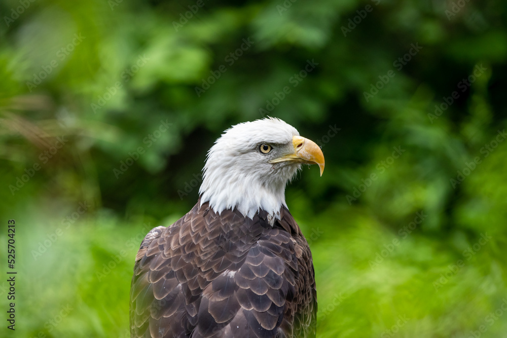 Obraz premium Bald Eagle portrait