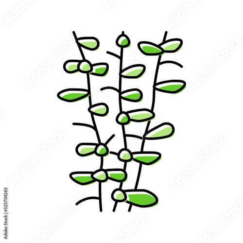 moneywort seaweed color icon vector illustration