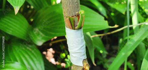 Photos Improvement of the variety of plum trees by bud grafting