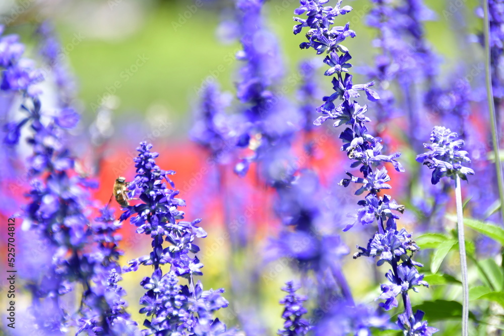 Naklejka premium lavender flowers in the garden