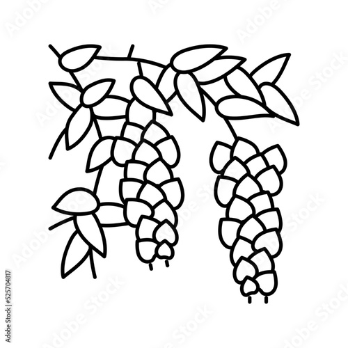 wisteria liana line icon vector illustration