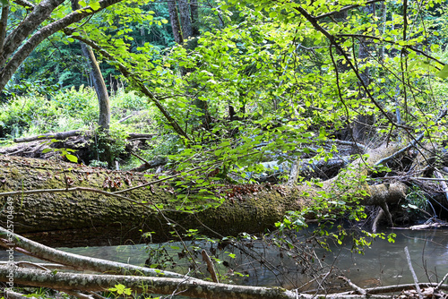 Floodplain forest Igneada National Park Turkey. Igneada  i  neada district Kirklareli city Turkey