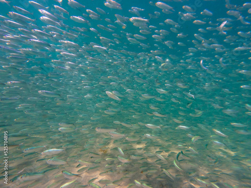 school of threadfin herring fish swimming in ocean