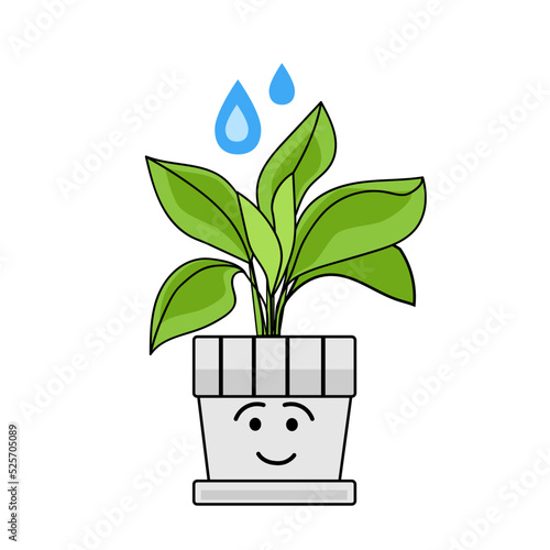 Watering of green houseplant on white background