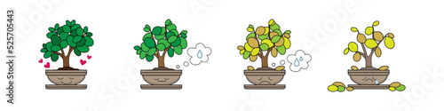 Stages of houseplant wilting without water on white background