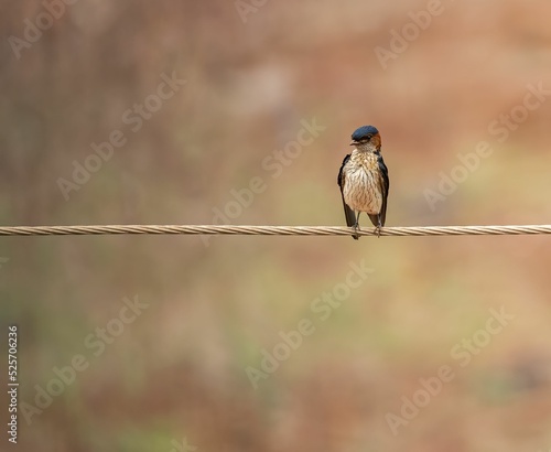 Red rumped swallow resting on a rope against a blurry background photo