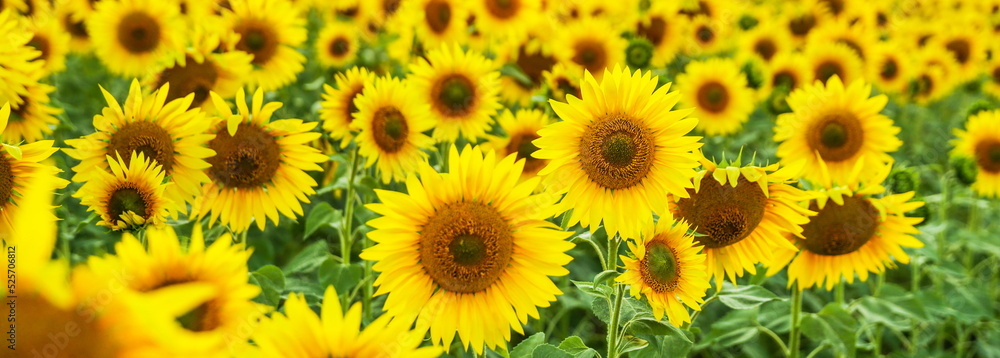 background of sunflowers field close up background of sunflowers field close up