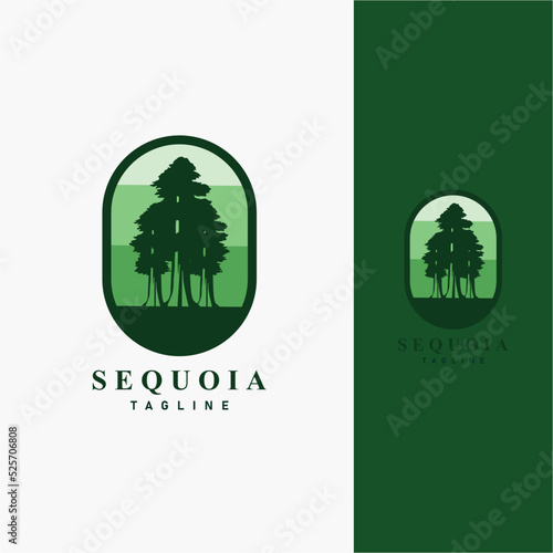 sequoia 