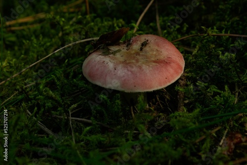Closeup shot of russula vesca mushroom growing in the woods with blur background