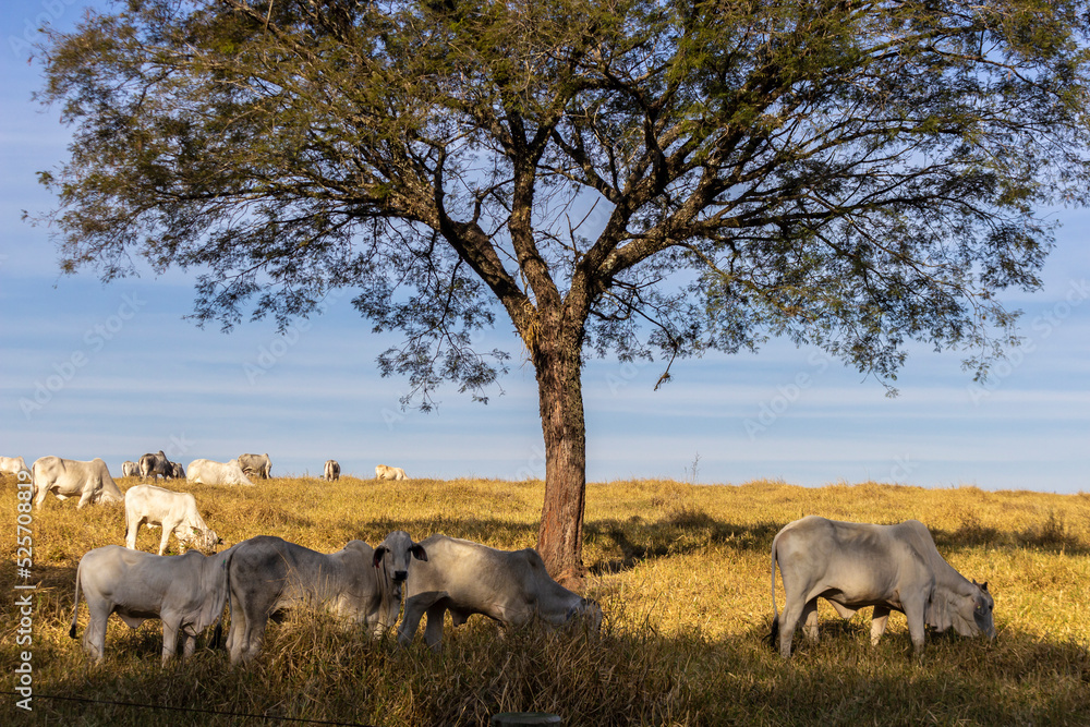 Herd of Nelore cattle grazing in a pasture in Brazil Herd of Nelore cattle grazing in a pasture in Brazil