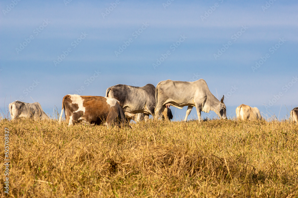 Herd of Nelore cattle grazing in a pasture in Brazil