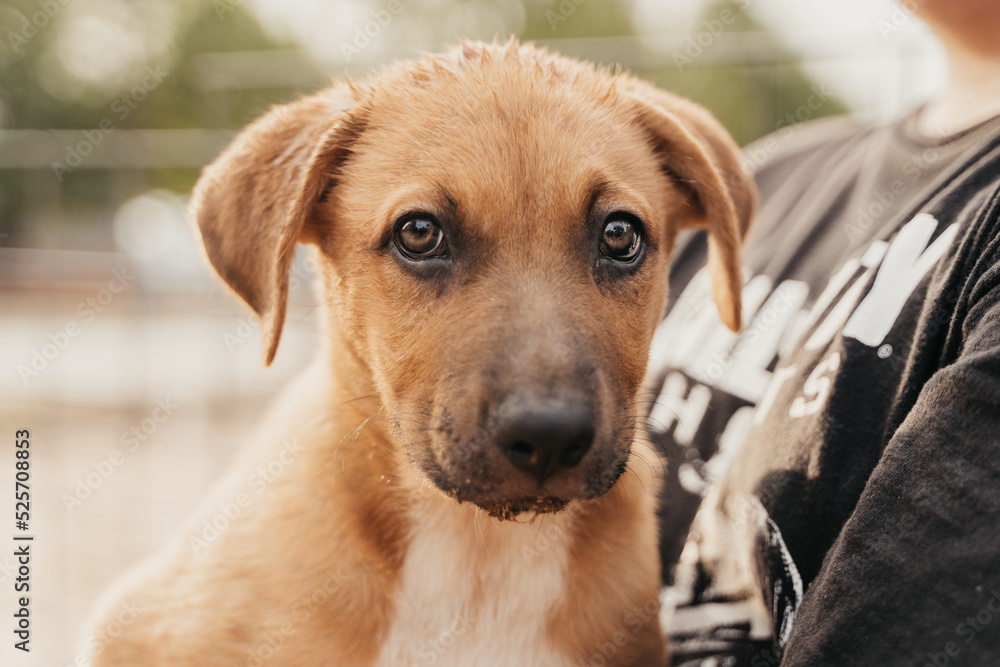 Cute puppy looking at the camera Cute puppy looking at the camera