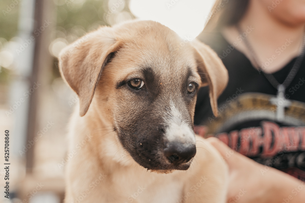 Cute puppy looking at the camera Cute puppy looking at the camera