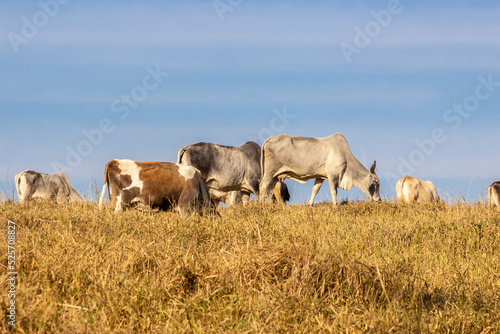 Herd of Nelore cattle grazing in a pasture in Brazil