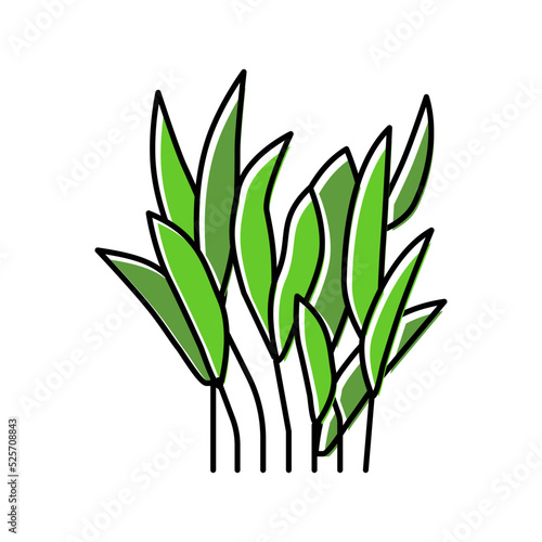 java fern color icon vector illustration
