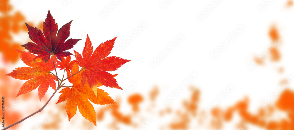 Japanese maple tree branch with red autumn leaves on the fall blurred park horizontal background isolated transparent png Japanese maple tree branch with red autumn leaves on the fall blurred park horizontal background isolated transparent png